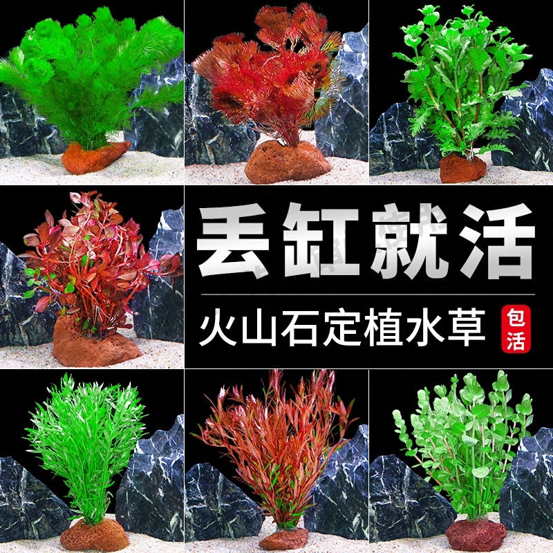 鱼缸火山石水草植物真草造景专用蜈蚣草阴性水培绿菊水榕净化水质