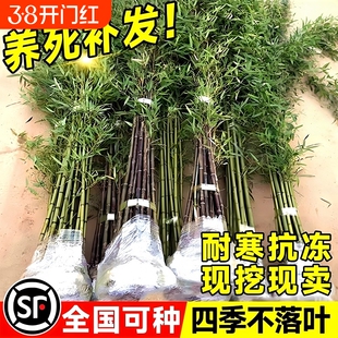 竹子苗庭院室外植物耐寒盆栽实心青竹苗罗汉竹四季造景客厅凤尾竹