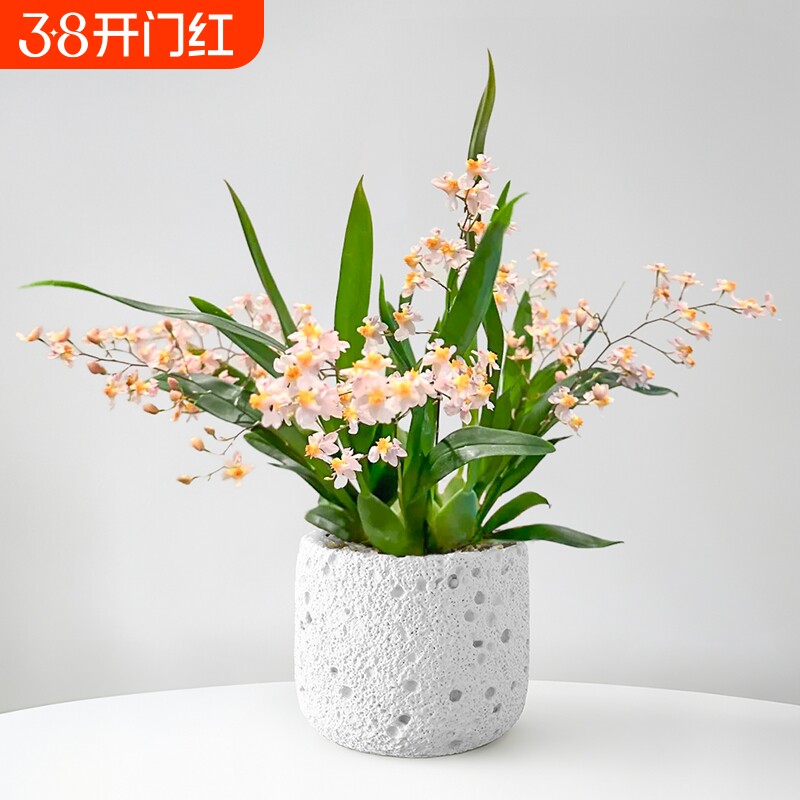 香水文心兰带花苞盆栽梦香兰浓香型耐寒植物年宵花桌面好养兰花卉