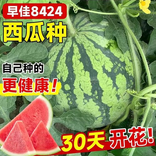 早佳8424西瓜种子种籽特大美都麒麟瓜高产春季嫁接苗秧孑大全秧苗