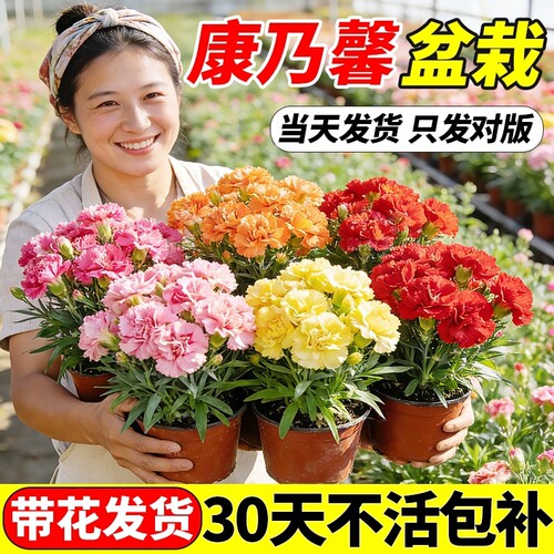 康乃馨盆栽带花苞鲜花四季开花卉室内阳台植物好养大花苗客厅花期
