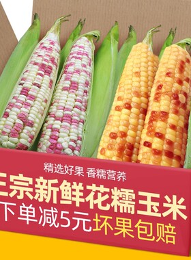 正宗新鲜花糯玉米农家