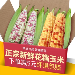 广西新鲜花糯玉米5斤现摘花甜糯玉米苞谷嫩玉米棒子蔬菜9早餐香糯