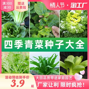 蔬菜种子四季 青菜盆栽香菜种籽菠菜生菜葱种籽种孑子秋后白菜大全