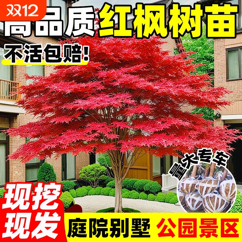 红枫树苗四季日本红舞姬风景大树造型枫叶树庭院室外盆栽绿化植物