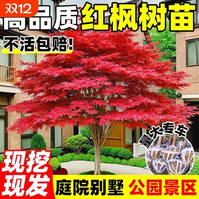 红枫树苗四季日本红舞姬风景大树造型枫叶树庭院室外盆栽绿化植物