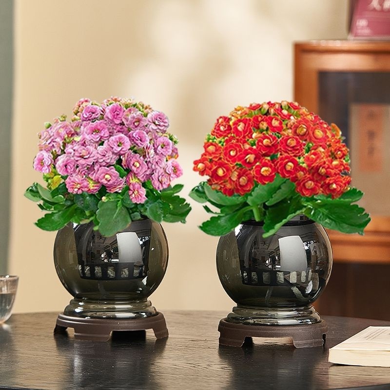 水培长寿花花卉盆栽绿植办公室桌面植物室内水养四季好Z养净化空