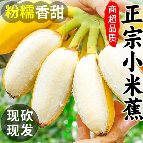 小米蕉正宗香蕉5斤新鲜水果当季整箱自然熟苹果蕉芭蕉包邮粉蕉9斤