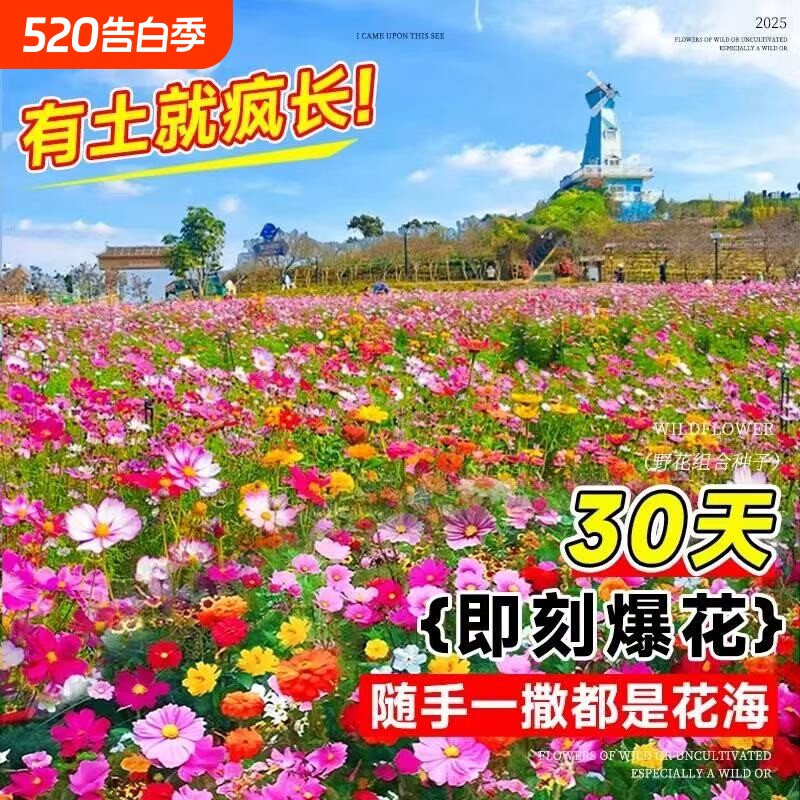 野花组合四季开花种子耐寒花种易活波斯菊花卉室外庭院好养的花籽