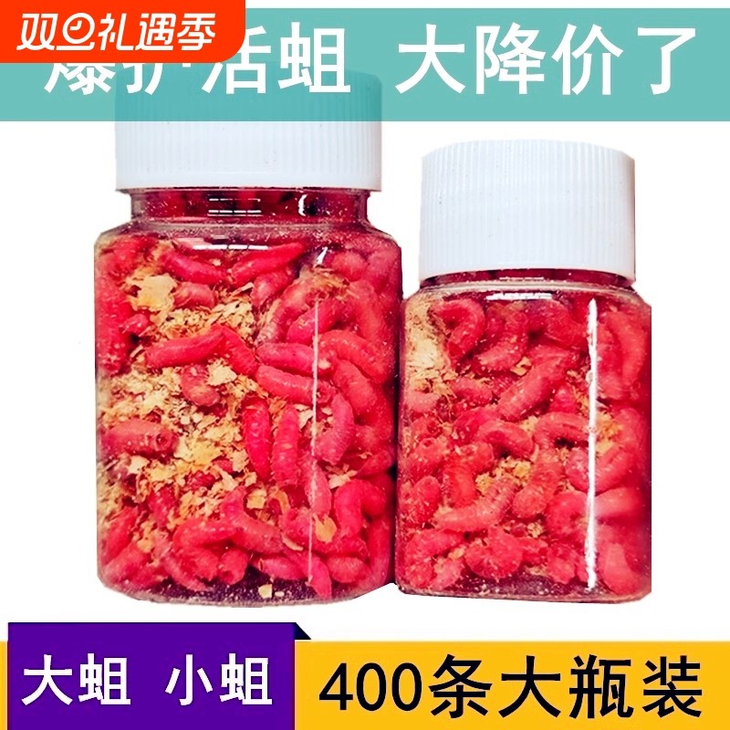 鲜活红蛆虫钓鱼活体白蛆溪石斑白条马口大号蛆公鱼米粒蛆鲫鲤鱼饵