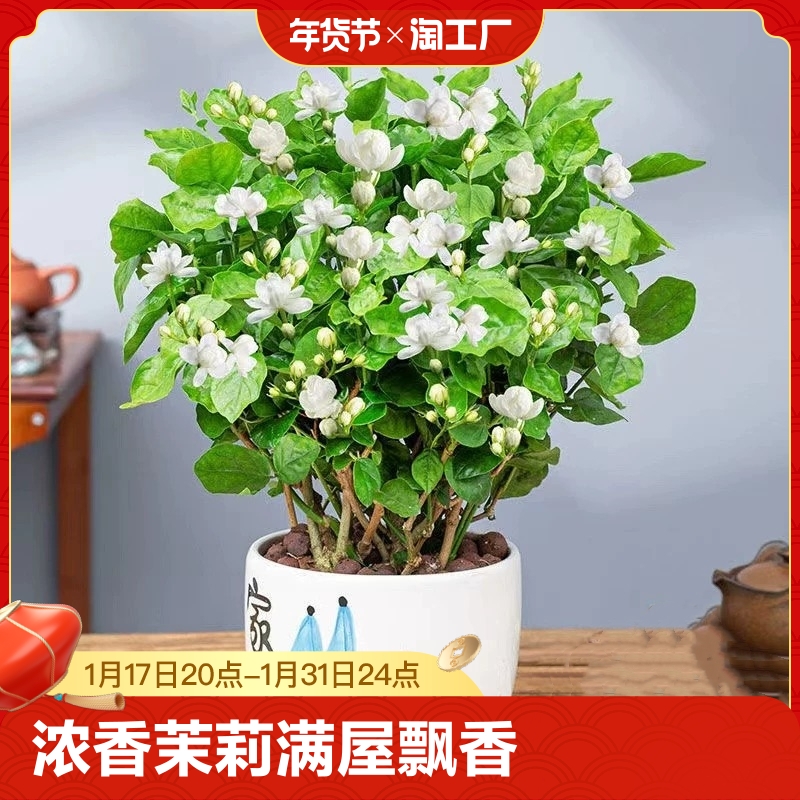 茉莉花苗盆栽花卉植物室内好养绿植九里香四季开花客厅水培阳台