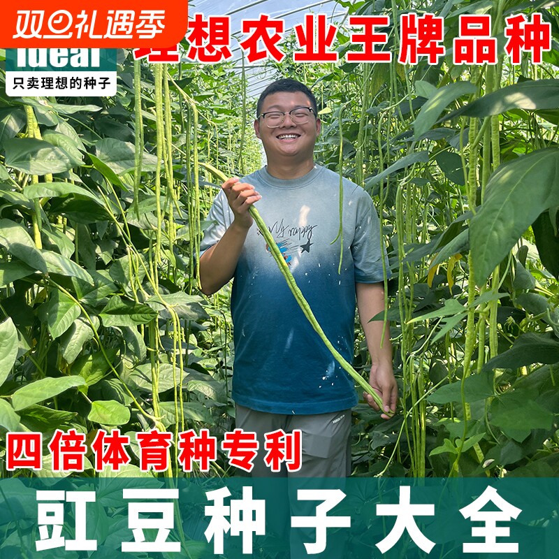 高产长豇豆种子蔬菜种子豇豆种特长豆角春秋四季大田批发糯米