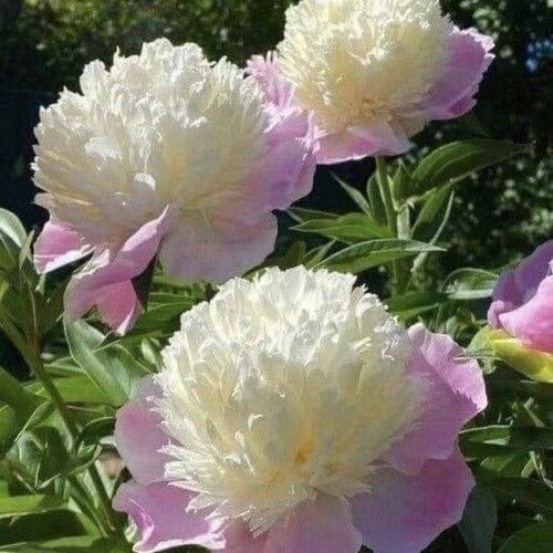 芍药花苗盆栽重瓣多年生浓香型庭院花卉耐寒植物室内外四季栽种
