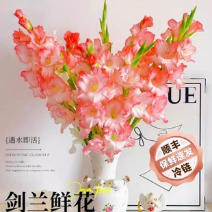 剑兰鲜花云南基地直发玫瑰百合花卉家用插花鲜切花真花超长花期