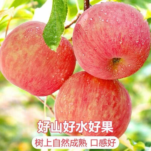正宗山东烟台红富士苹果新鲜水果脆甜当季水果整箱好果健康黄金