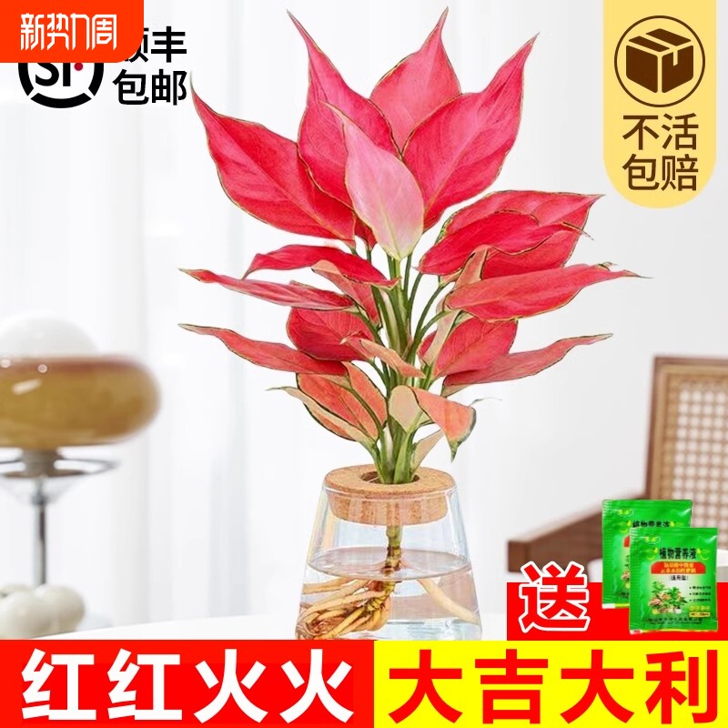 吉利红水培如意皇后室内盆栽植物发财树小绿植四季好养办公室花卉