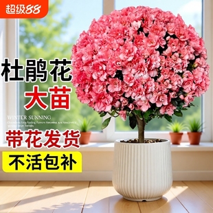 杜鹃花盆栽带花苞树苗老桩室内阳台名贵鲜花卉四季开花绿植物