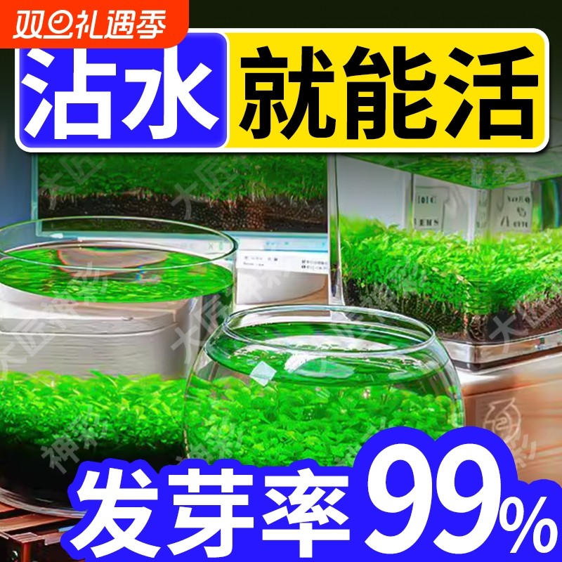 水草种子生态鱼缸玻璃瓶家用水草泥水培植物四季造景套餐新手易种