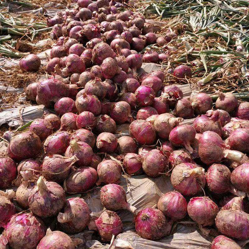 25年正宗现挖紫皮洋葱农家直发新鲜应季自种家农场水果圆葱头,水产肉类/新鲜蔬果/熟食,洋葱/红葱头,淘宝优惠券,粉丝福利购,淘宝优惠卷