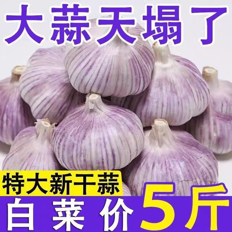 山东紫皮大蒜头批发新鲜干蒜大蒜批发价金乡特大蒜头新干蒜