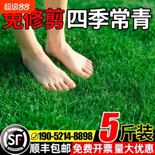 草坪草籽四季常青护坡固土狗牙根庭院草皮绿化黑麦草种子耐寒植物