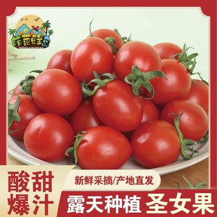 正宗电白千禧小番茄圣女果樱桃小番茄西红柿超甜小柿子现摘先发