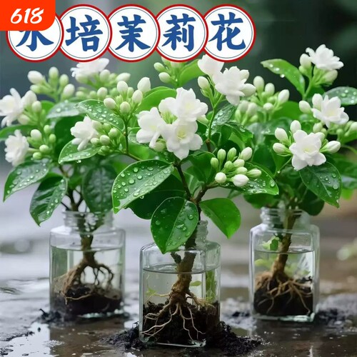 茉莉花盆栽带花苞水培植物驱蚊九里香花卉绿植物室内四季开花花期