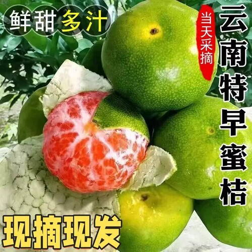 云南蜜桔新鲜水果5斤青皮蜜橘应季早熟橘子无籽桔子孕妇整箱包邮