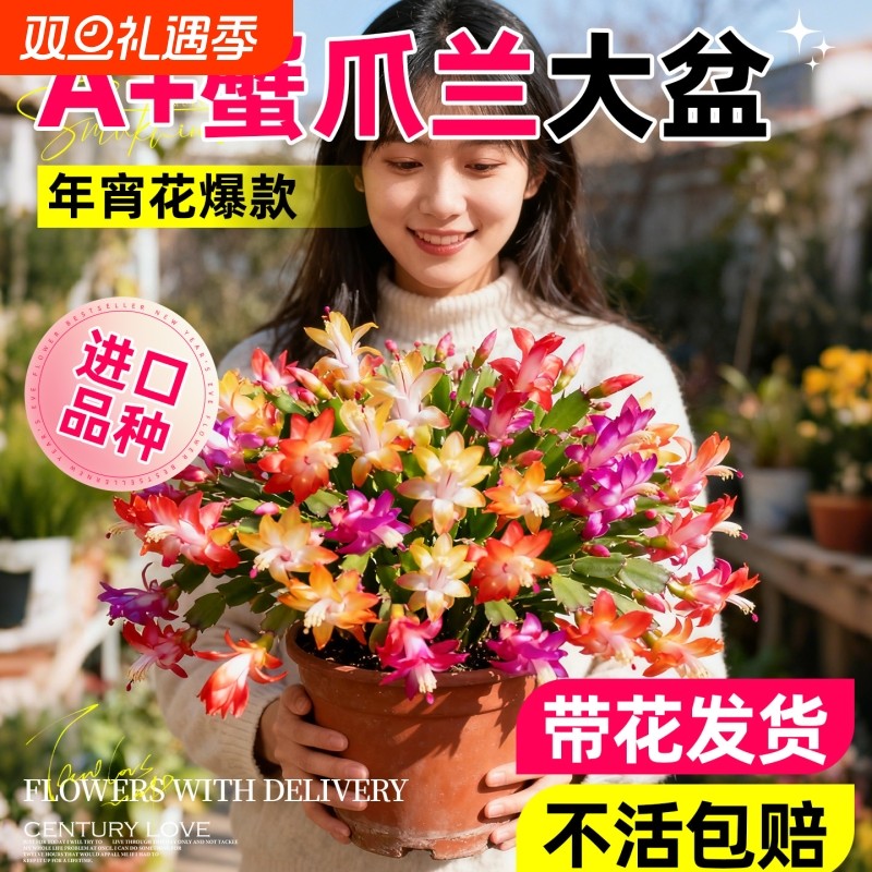 瓣蟹爪兰盆栽带花苞冬天耐寒花卉大全室内阳台花卉植物四季好养活