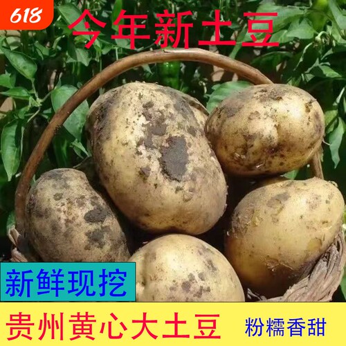 现挖农家黄皮土豆新鲜