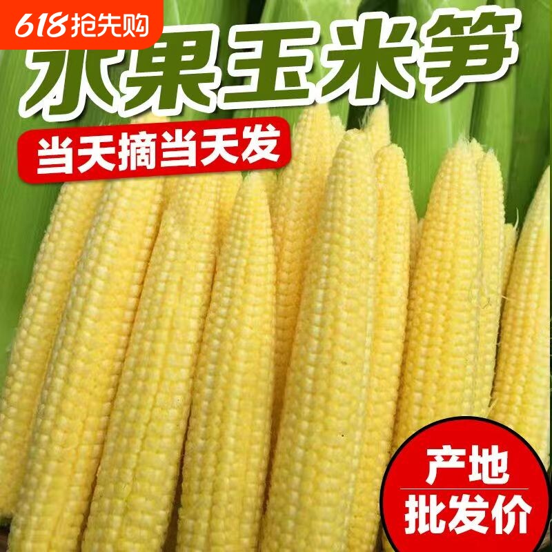 玉米笋新鲜带皮串串专用麻辣烫火锅脆嫩迷你玉米芯甜玉米时令现摘