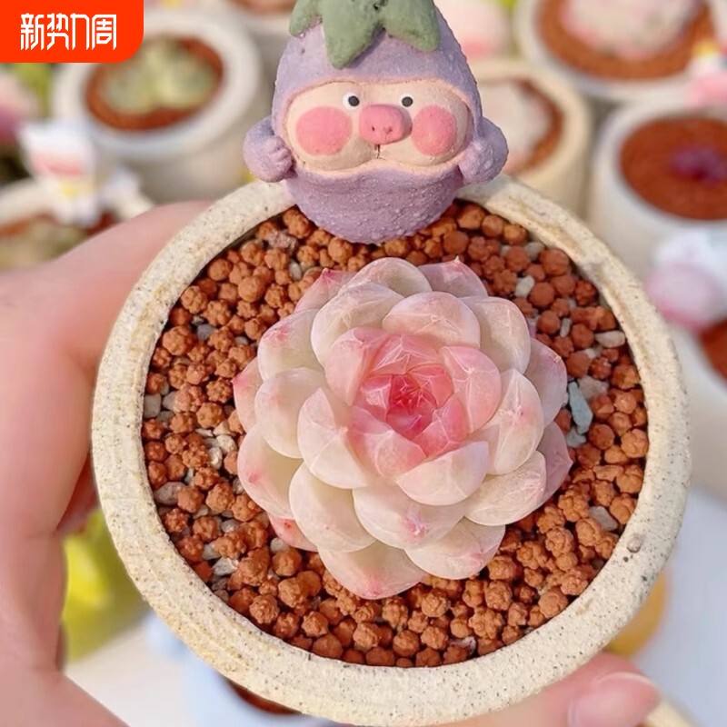 多肉植物稀有贵货白桃汽水植物办公室盆栽阳台花卉女王新手好养活