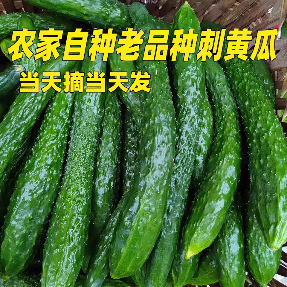 新鲜脆嫩带刺黄瓜农家自种蔬菜现摘老品种长黄瓜鲜甜清脆爽口多汁