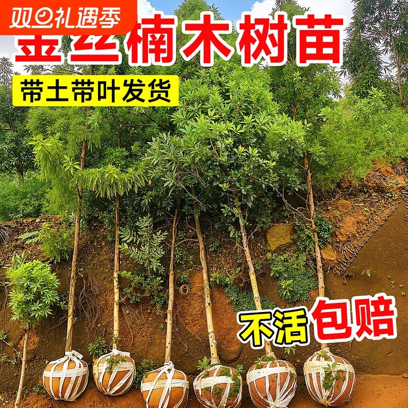 四川正宗金丝楠木树苗庭院名贵树