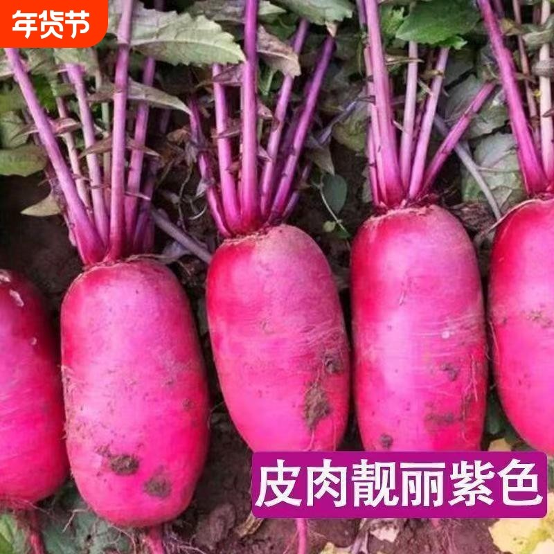水果萝卜种子沙窝甜脆型萝卜种籽子红心红皮春秋四季蔬菜种子