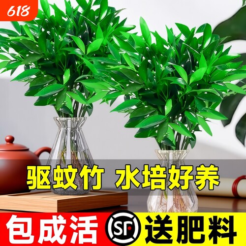 竹柏驱蚊竹水培祛蚊植物室内外蚊子克星水养绿植花卉盆栽办公桌面