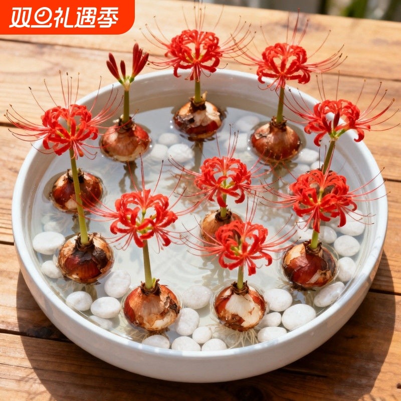 开花彼岸花曼珠沙华盆栽红花换锦石蒜花卉浓香晚香玉水培室内客厅