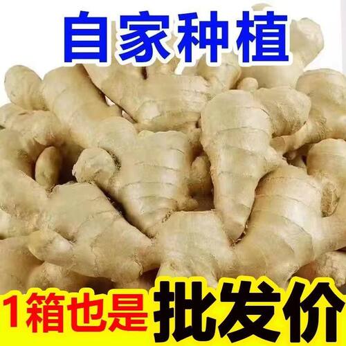 云南小黄姜鲜姜生姜新鲜现挖老姜自种姜嫩蔬菜批发农家食用原产地