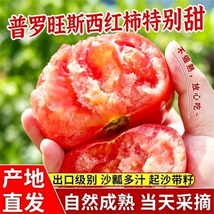 陕西泾阳普罗旺斯孕妇水果当季沙瓤西红柿自然熟新鲜生吃番茄蔬菜
