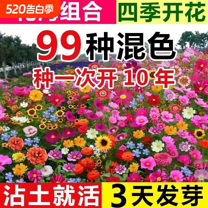 野花组合花种子除虫菊花种籽四季播种室外庭院阳台开花花卉种籽子