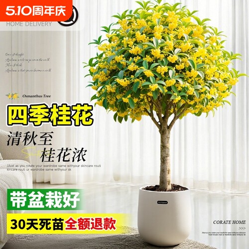 桂花盆栽室内树苗四季桂绿植矮桩老桩金桂花期可食用开花种植带花