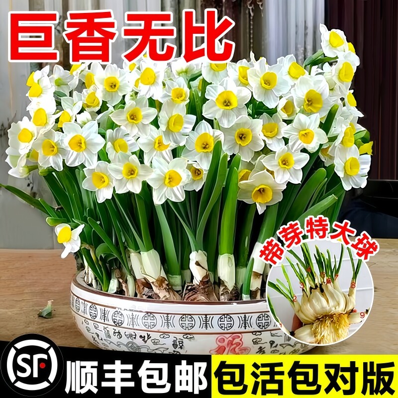 漳州水仙花种球水培盆栽植物带花苞室内冬季年宵花卉郁金香好养活