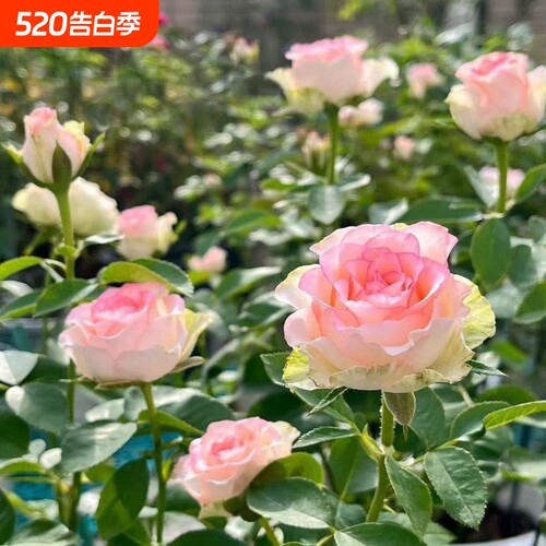 耐寒香水玫瑰花苗老桩盆栽玫瑰四季开花室内外阳台盆栽花卉玫瑰