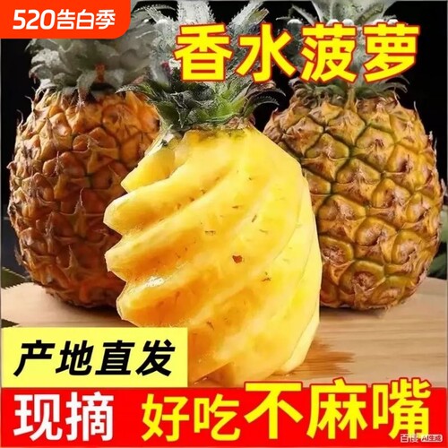 广东徐闻菠萝水果现摘当季香水菠萝新鲜凤梨湛江香脆小菠萝带箱