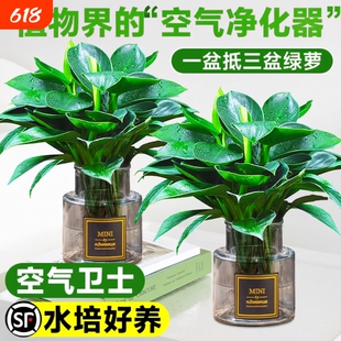 大叶金钻水培植物绿公主盆栽室内好养绿萝吸除甲醛四季花卉绿植