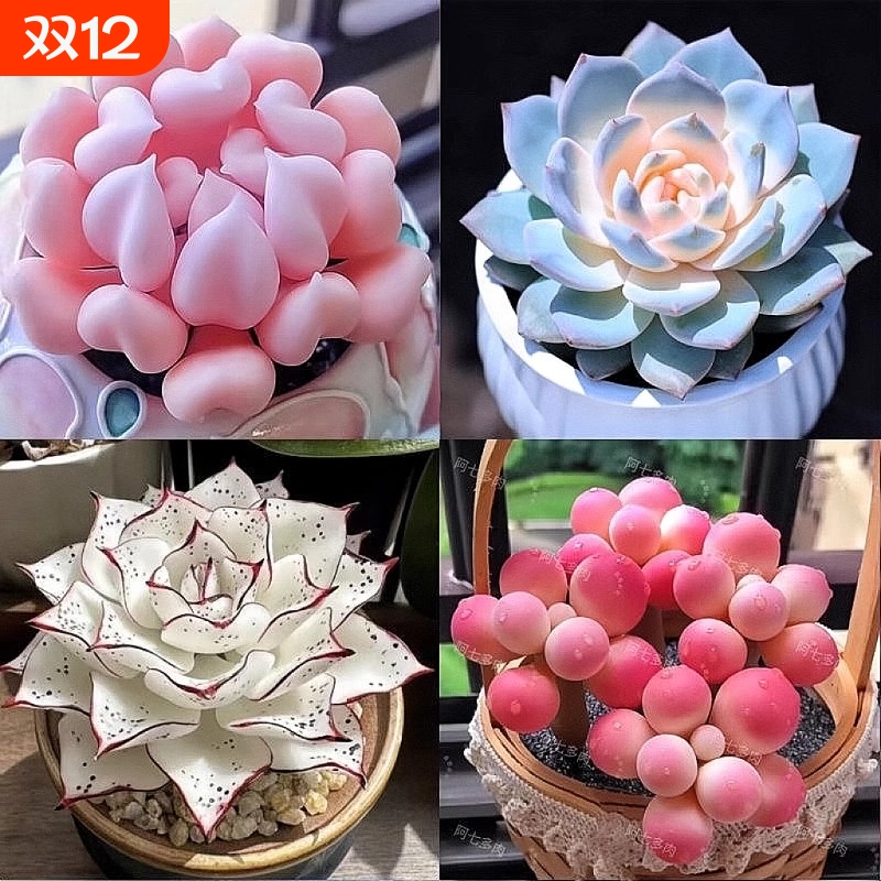 新款多肉植物盆栽组合侧影纯爱红蜻蜓水蜜桃新手好养耐寒办公肉肉