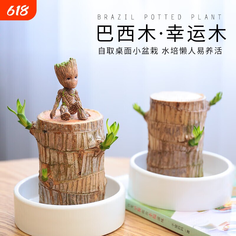 巴西木水养幸运木开花好养绿植室内水培懒人花植物盆栽