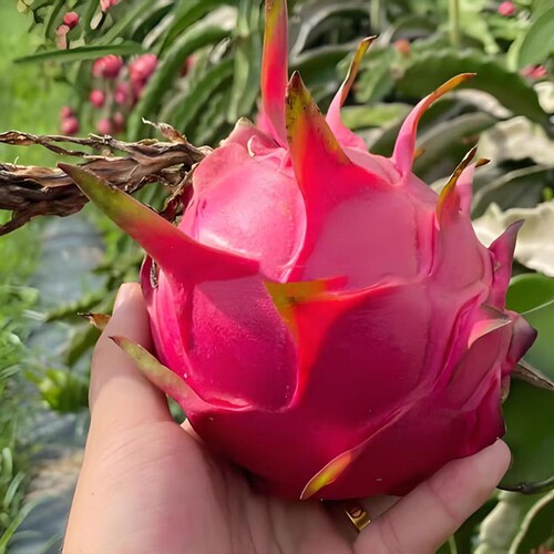 正宗红心火龙果新鲜应季