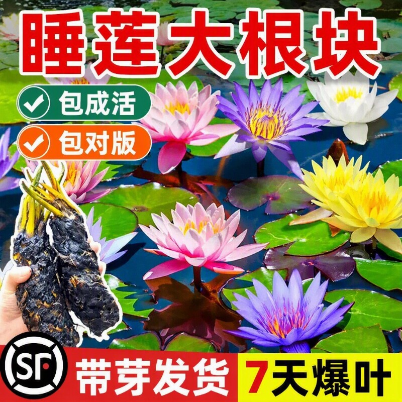睡莲水培植物盆栽带花四季开花卉大根块池塘莲花种苗水养荷花根茎