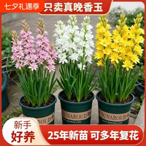 重瓣晚香玉种球四季种植